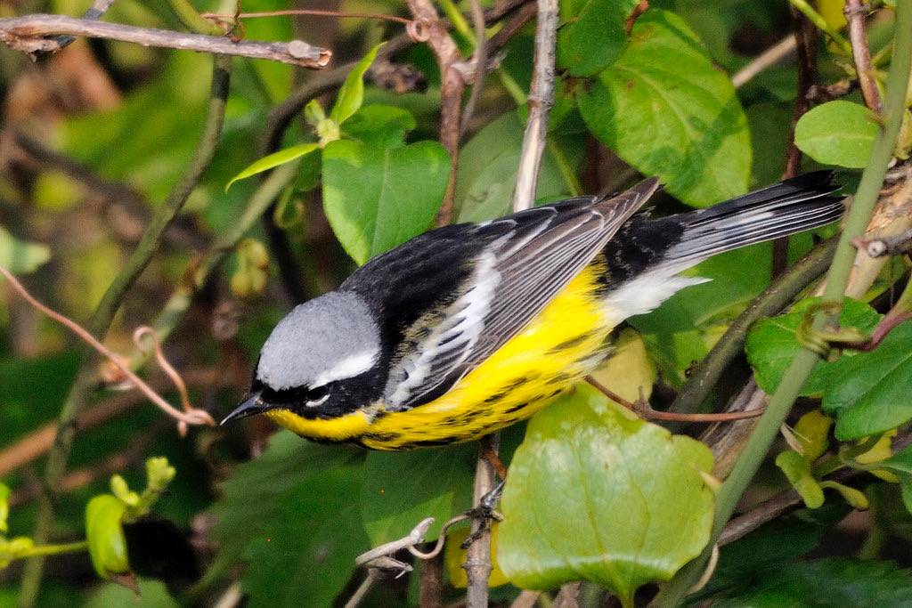Magnolia Warbler by Alberto_VO5 is licensed under CC BY-NC 2.0